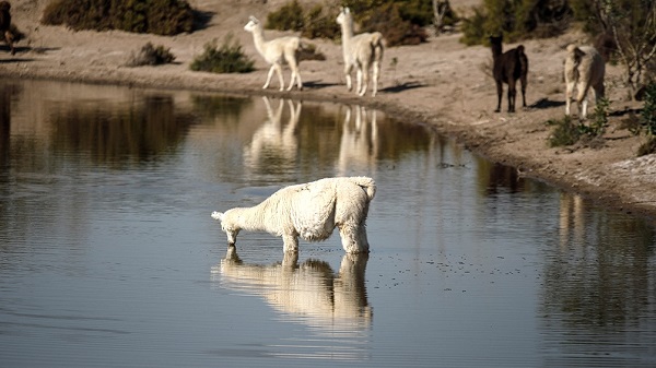 Entre los proyectos se destacan la conservación del monte nativo, desarrollo de productos regionales y servicios turísticos, de cadena de valor para la industria maderera, captación y administración del agua.