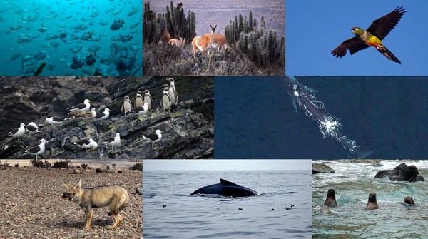 Algunas de las especies amenazadas por el proyecto minero Dominga en Chile.